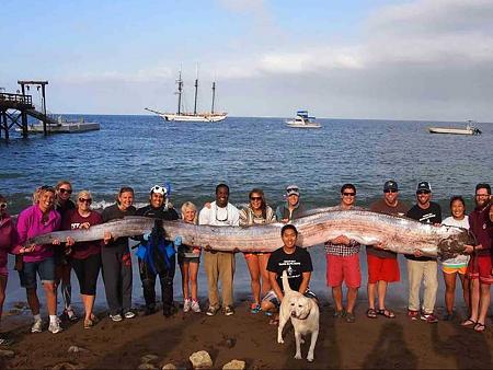Click image for larger version. 

Name:	a-rare-18-foot-oarfish-was-found-off-the-california-coast.jpg 
Views:	1 
Size:	41.2 KB 
ID:	17710