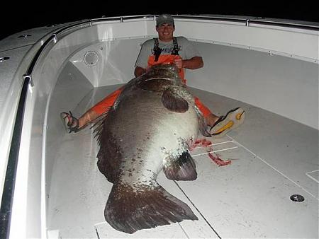Click image for larger version. 

Name:	world record Louisiana grouper.jpg 
Views:	0 
Size:	38.4 KB 
ID:	4199