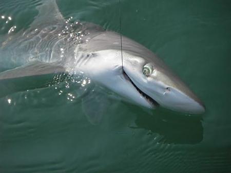 Click image for larger version. 

Name:	shark S Carolina IMGP1717.jpg 
Views:	0 
Size:	27.0 KB 
ID:	4202