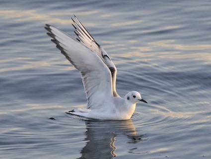 Click image for larger version. 

Name:	bonapartes gull winter.jpg 
Views:	3 
Size:	16.5 KB 
ID:	17858