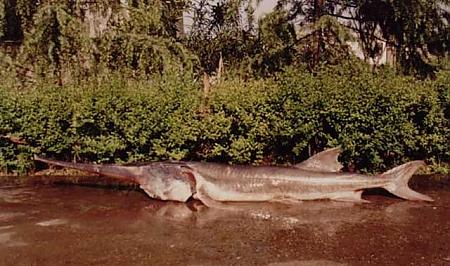 the-world-039-s-largest-river-fish-could-be-extinct-2.jpg