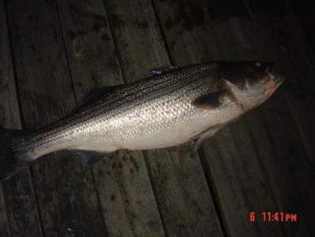 Click image for larger version. 

Name:	6-09 30lb bass1.jpg 
Views:	1 
Size:	37.5 KB 
ID:	8222