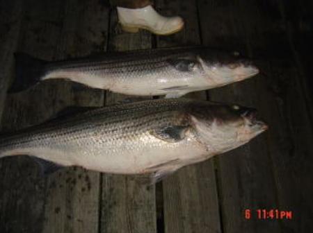 Click image for larger version. 

Name:	6-09 30lb bass2.jpg 
Views:	1 
Size:	38.6 KB 
ID:	8223