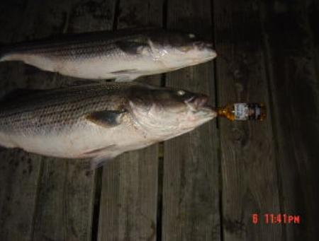 Click image for larger version. 

Name:	6-09 30lb bass3.jpg 
Views:	1 
Size:	38.3 KB 
ID:	8224
