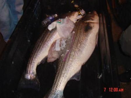 Click image for larger version. 

Name:	6-09 30lb bass4.jpg 
Views:	1 
Size:	39.1 KB 
ID:	8225