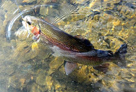 Click image for larger version. 

Name:	march11trout3.jpg 
Views:	0 
Size:	38.2 KB 
ID:	20889
