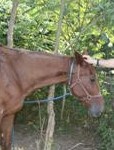 Click image for larger version. 

Name:	amish horse.jpg 
Views:	15 
Size:	8.4 KB 
ID:	13989