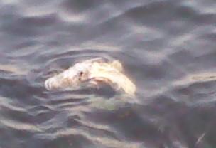Click image for larger version. 

Name:	6-8-11 50 plus lb dead bass.jpg 
Views:	43 
Size:	7.5 KB 
ID:	13719