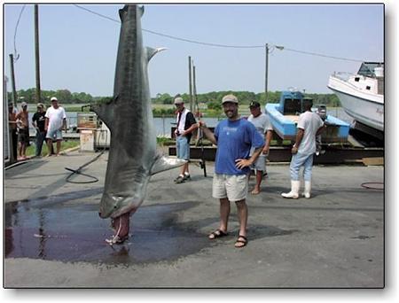 Click image for larger version. 

Name:	sharkFla.jpg 
Views:	0 
Size:	41.9 KB 
ID:	4190