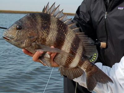 Click image for larger version. 

Name:	sheepshead.jpg 
Views:	2 
Size:	23.7 KB 
ID:	4191