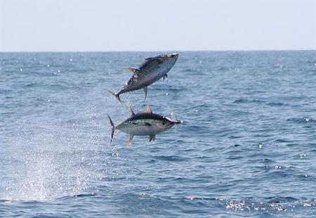 Click image for larger version. 

Name:	tuna_flying_fish.jpg 
Views:	0 
Size:	42.3 KB 
ID:	4193
