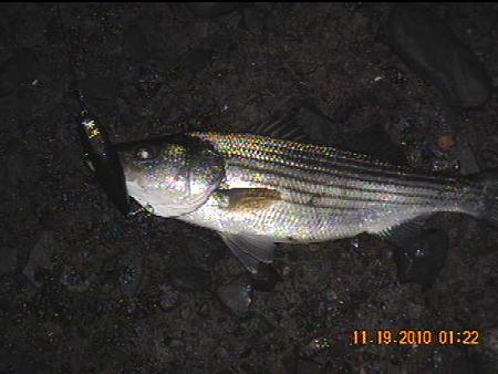 Click image for larger version. 

Name:	11-18-10 midnight fish RP.jpg 
Views:	1 
Size:	36.0 KB 
ID:	12767