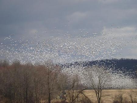 snow geese.jpg