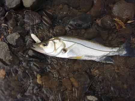 Click image for larger version. 

Name:	costa rica river snook.JPG 
Views:	1 
Size:	53.5 KB 
ID:	16827