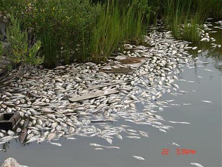 Click image for larger version. 

Name:	Fish_kill_2008_AR_pic3.jpg 
Views:	0 
Size:	89.4 KB 
ID:	10656