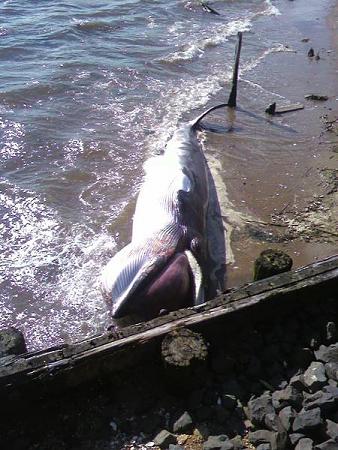 dead whale port monmouth.jpg