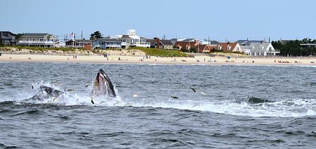 Click image for larger version. 

Name:	2012 lbi whale3.jpg 
Views:	1 
Size:	96.6 KB 
ID:	15408