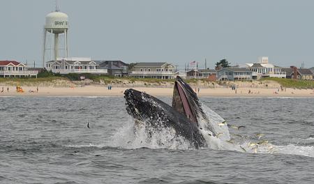 Click image for larger version. 

Name:	2012 lbi whale4.jpg 
Views:	1 
Size:	88.3 KB 
ID:	15409