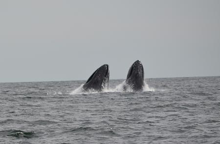 Click image for larger version. 

Name:	2012 lbi whale5.jpg 
Views:	1 
Size:	78.9 KB 
ID:	15410