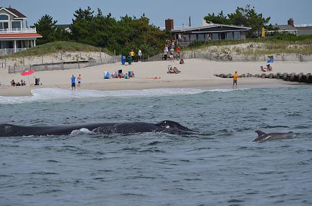 Click image for larger version. 

Name:	2012 lbi whale1.jpg 
Views:	1 
Size:	87.6 KB 
ID:	15411