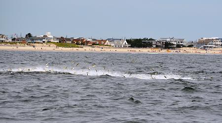 Click image for larger version. 

Name:	2012 lbi whale2.jpg 
Views:	1 
Size:	90.7 KB 
ID:	15412