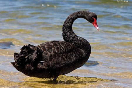 Click image for larger version. 

Name:	Black swan.jpg 
Views:	1 
Size:	39.6 KB 
ID:	19119