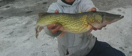 Click image for larger version. 

Name:	3-7-14 pickerel.jpg 
Views:	1 
Size:	30.5 KB 
ID:	18072