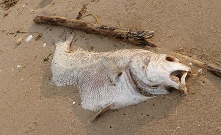 Click image for larger version. 

Name:	2010_6_13_dead_Striper_50_inches.jpg 
Views:	8 
Size:	106.1 KB 
ID:	11895