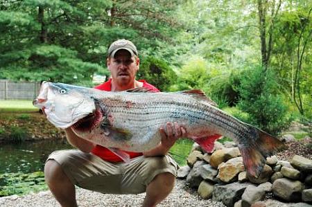 Click image for larger version. 

Name:	wr striiped bass4.jpg 
Views:	1 
Size:	41.1 KB 
ID:	13875
