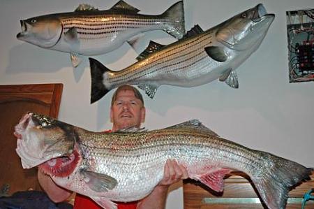 Click image for larger version. 

Name:	wr striiped bass12.jpg 
Views:	1 
Size:	28.5 KB 
ID:	13883
