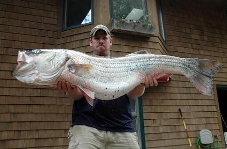 Click image for larger version. 

Name:	wr striiped bass14.jpg 
Views:	1 
Size:	26.4 KB 
ID:	13885