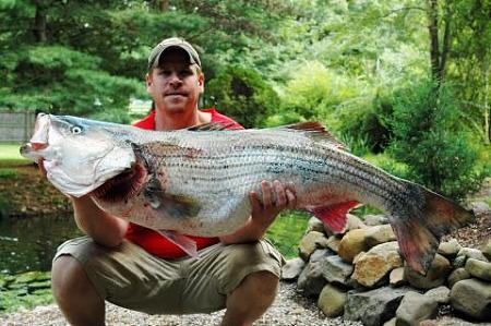Click image for larger version. 

Name:	wr striiped bass15.jpg 
Views:	1 
Size:	38.9 KB 
ID:	13886