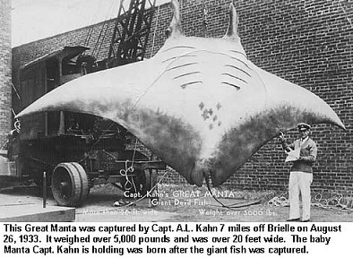 Click image for larger version. 

Name:	giant manta.jpg 
Views:	43 
Size:	53.8 KB 
ID:	9229