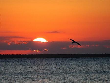 Click image for larger version. 

Name:	sunset bird.jpg 
Views:	0 
Size:	42.8 KB 
ID:	3988