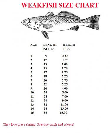 Click image for larger version. 

Name:	weakfish.jpg 
Views:	2 
Size:	62.4 KB 
ID:	17579