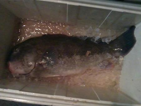 Click image for larger version. 

Name:	11.5 lb NJ blackfish 11-10-11.jpg 
Views:	2 
Size:	78.1 KB 
ID:	14377