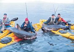 KayakFishing salmon sharks Prince William Sound.jpg